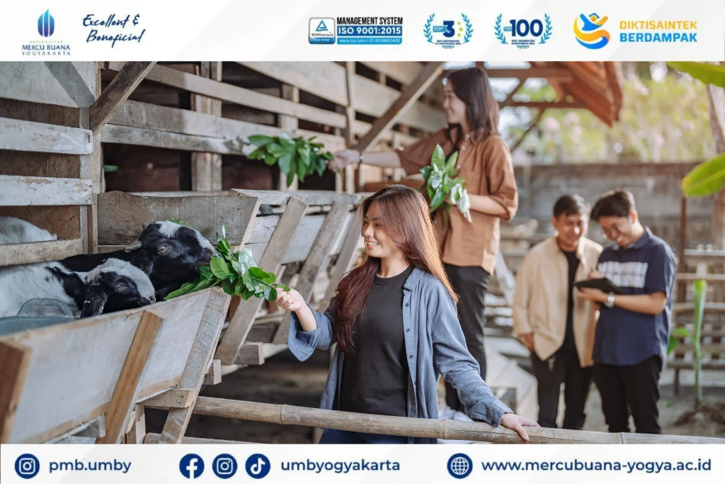 Cari kampus Peternakan Jogja terbaik? UMBY tawarkan program studi Peternakan terakreditasi "B" dengan fasilitas modern dan kurikulum praktik